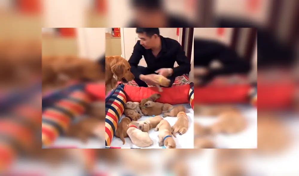 Facebook viral: perrita sufre y ruega a su dueño que no le quite a sus crías [VIDEO]  