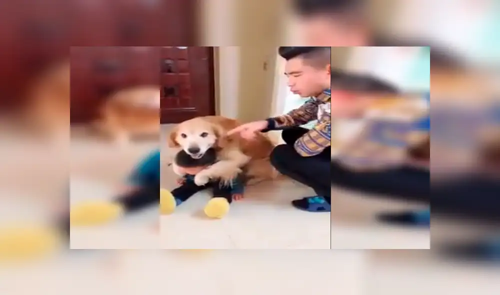 Facebook viral: perro ve que su dueño quiso "castigar severamente" a su hijo y sale a defenderlo [VIDEO]