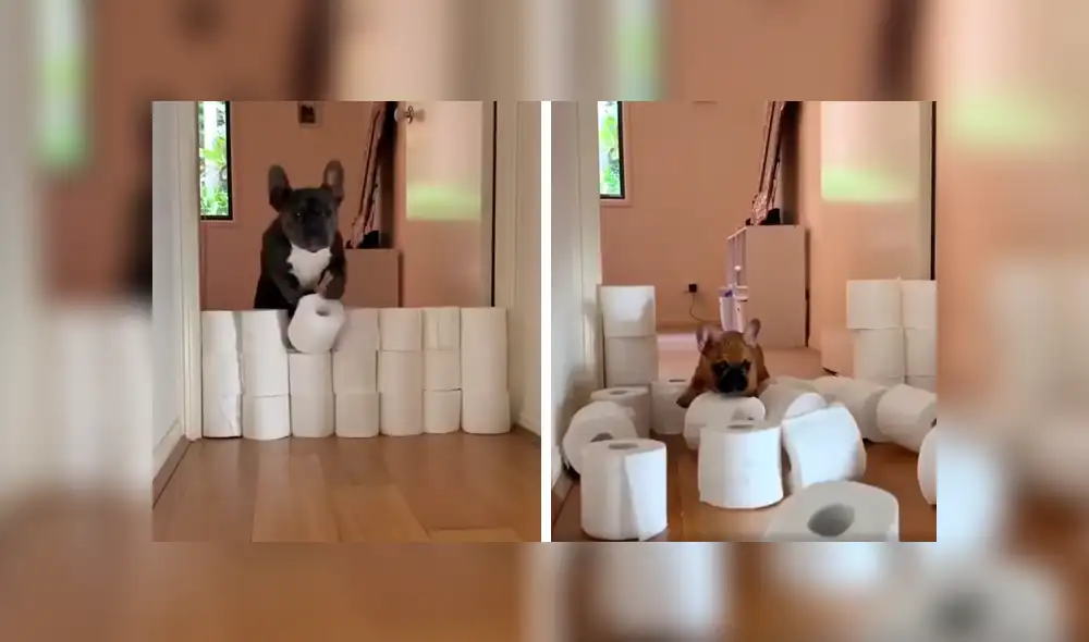 Desliza las imágenes hacia la izquierda para saber cuál de los perros resultó ganador del singular enfrentamiento. Foto: Captura.