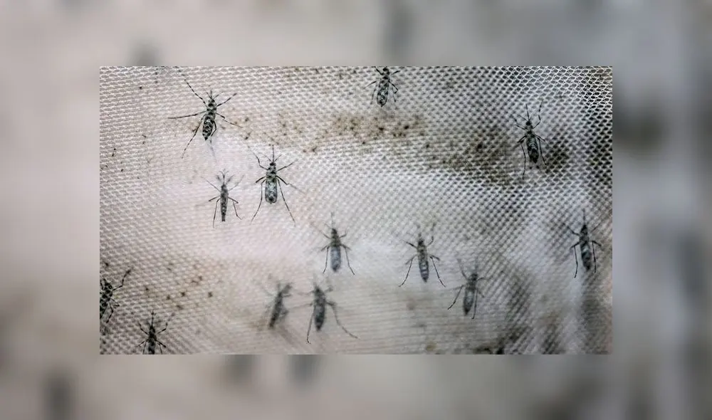 Zika en Brasil. Foto: difusión. Zika en Brasil. Foto: difusión.