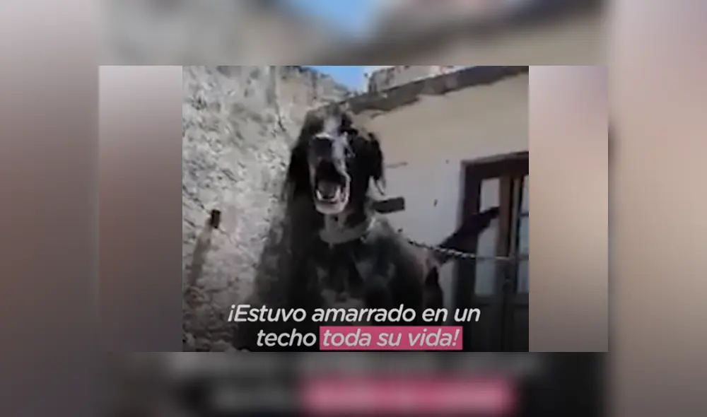 Desliza hacia la izquierda para ver las imágenes del rescate que se volvió viral en Facebook. Foto: El Dodo. Desliza hacia la izquierda para ver las imágenes del rescate que se volvió viral en Facebook. Foto: El Dodo.