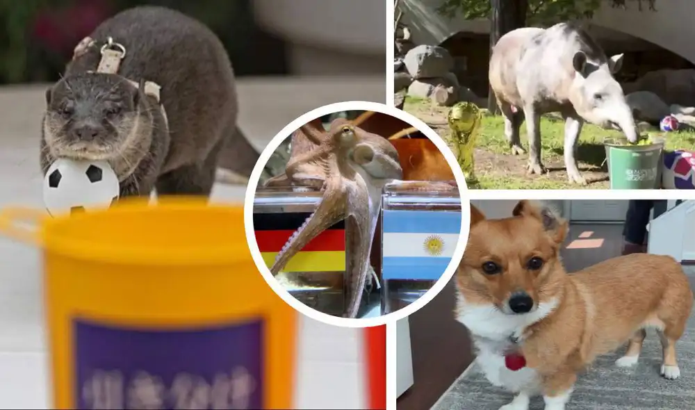 Las primeras predicciones que han lanzado los animales sorprendieron a los hinchas de cada selección, quienes decidieron seguirlos en sus redes sociales. Foto: composición LR/TikTok/Twitter Las primeras predicciones que han lanzado los animales sorprendieron a los hinchas de cada selección, quienes decidieron seguirlos en sus redes sociales. Foto: composición LR/TikTok/Twitter