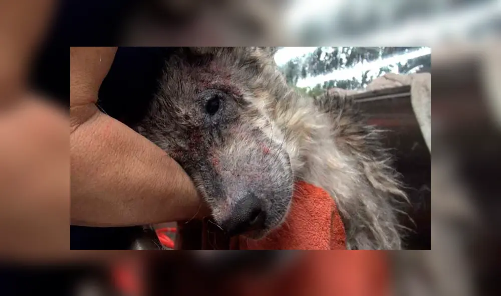 Desliza para ver las fotos de este perro que enamoró a todos en Facebook. Foto: Captura. Desliza para ver las fotos de este perro que enamoró a todos en Facebook. Foto: Captura.