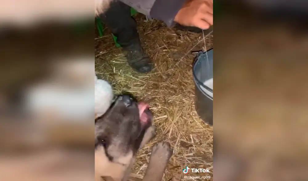 Perro y gato son sensación al tomar leche desde la ubre de una vaca