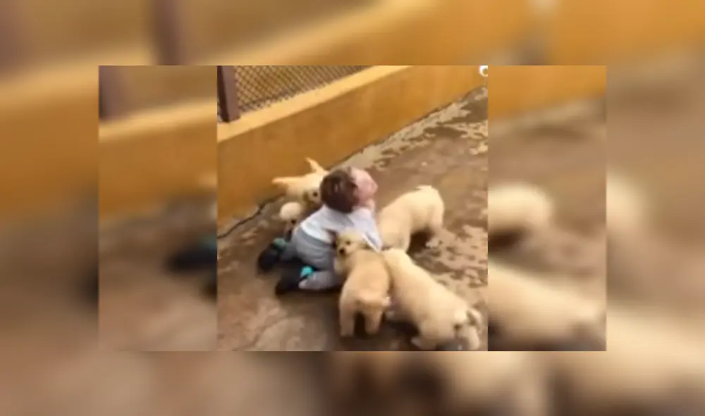 Desliza las imágenes para ver más sobre esta tierna escena protagonizada por un niño y unos cachorros. (Foto: captura) Desliza las imágenes para ver más sobre esta tierna escena protagonizada por un niño y unos cachorros. (Foto: captura)
