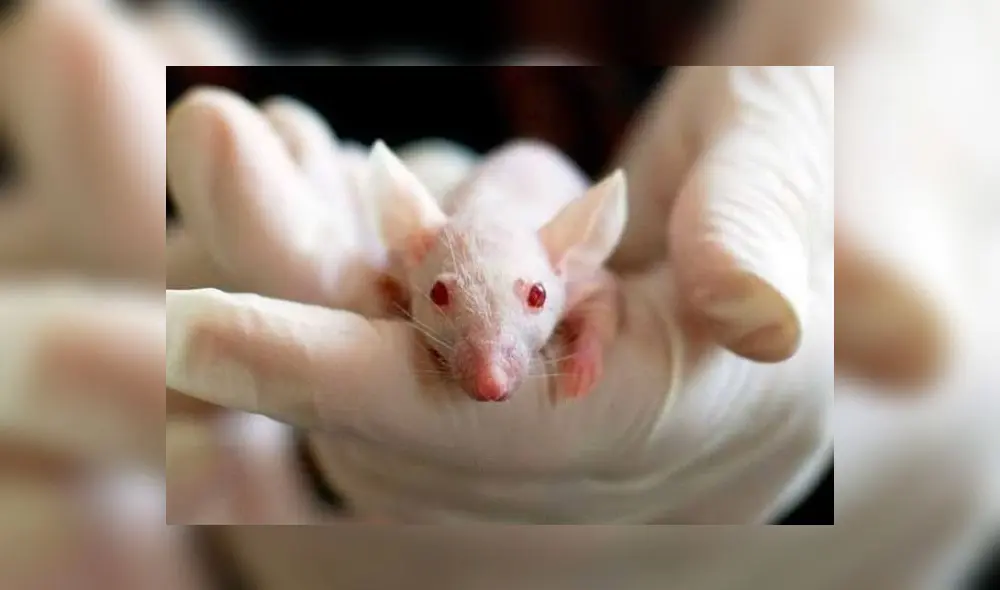 Se presume que el contagio del arenavirus surge del contacto con los roedores. (Foto: yucatanalamano) Se presume que el contagio del arenavirus surge del contacto con los roedores. (Foto: yucatanalamano)