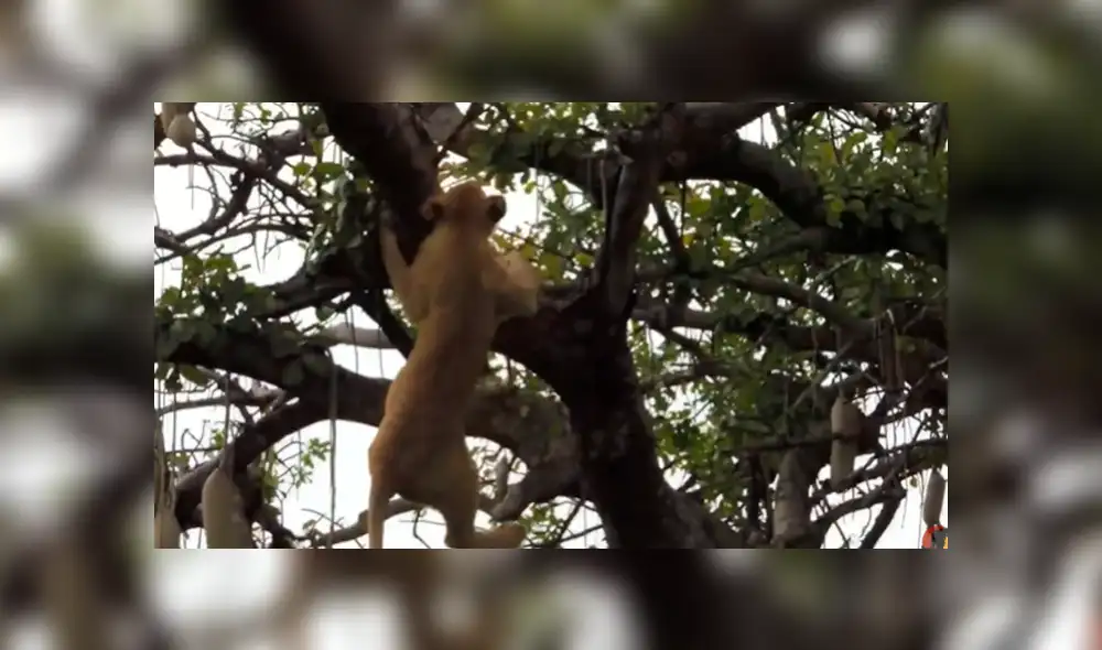El pequeño león pisó mal y por más que intentó agarrarse al árbol, terminó cayendo. Foto: captura