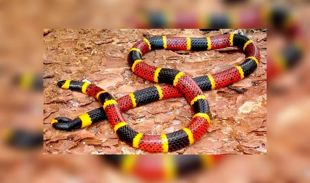 Video es viral en YouTube. El gato quedó cara a cara con la serpiente y no dudó en satisfacer su hambre con el peligroso reptil. Foto: Captura. Video es viral en YouTube. El gato quedó cara a cara con la serpiente y no dudó en satisfacer su hambre con el peligroso reptil. Foto: Captura.