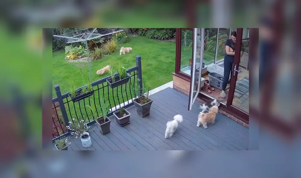 Desliza hacia la izquierda para ver más del video viral. Fotocaptura: TikTok Desliza hacia la izquierda para ver más del video viral. Fotocaptura: TikTok