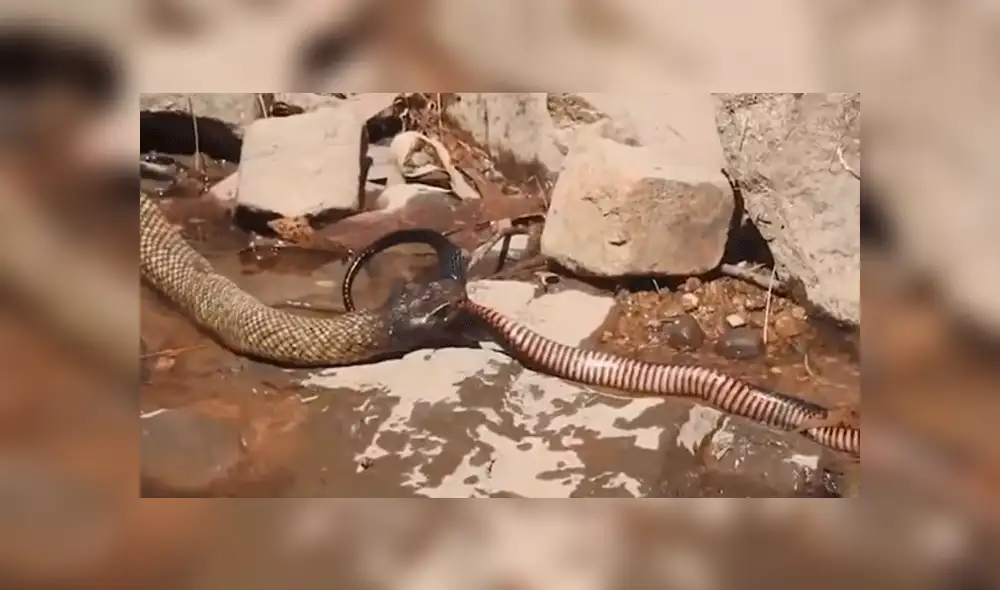Facebook viral: gigantesca culebra canibal 'asesina' a pequeña criatura venenosa [VIDEO]