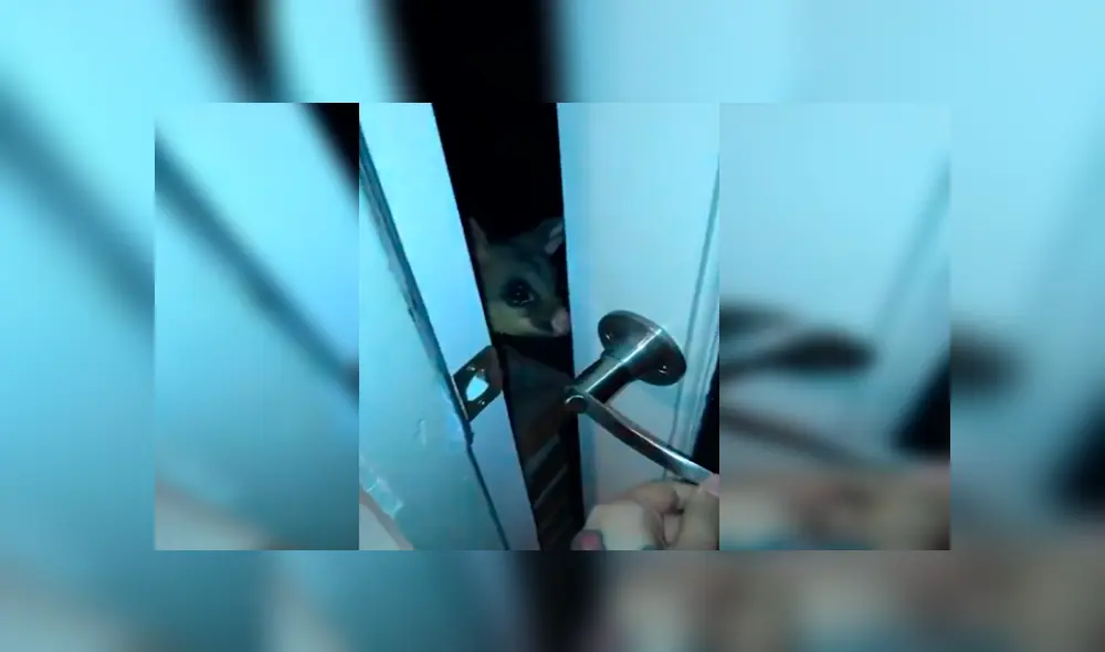 En YouTube, el pequeño animal hace unos ruidos para llamar la atención de la joven y obtener un poco de comida.