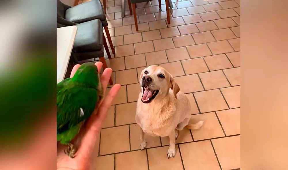 Desliza las imágenes para ver algunas escenas de esta simpática pareja de animales que ahora son inseparables. Foto: captura de Twitter/Verónica Mangú Dávila Ellis