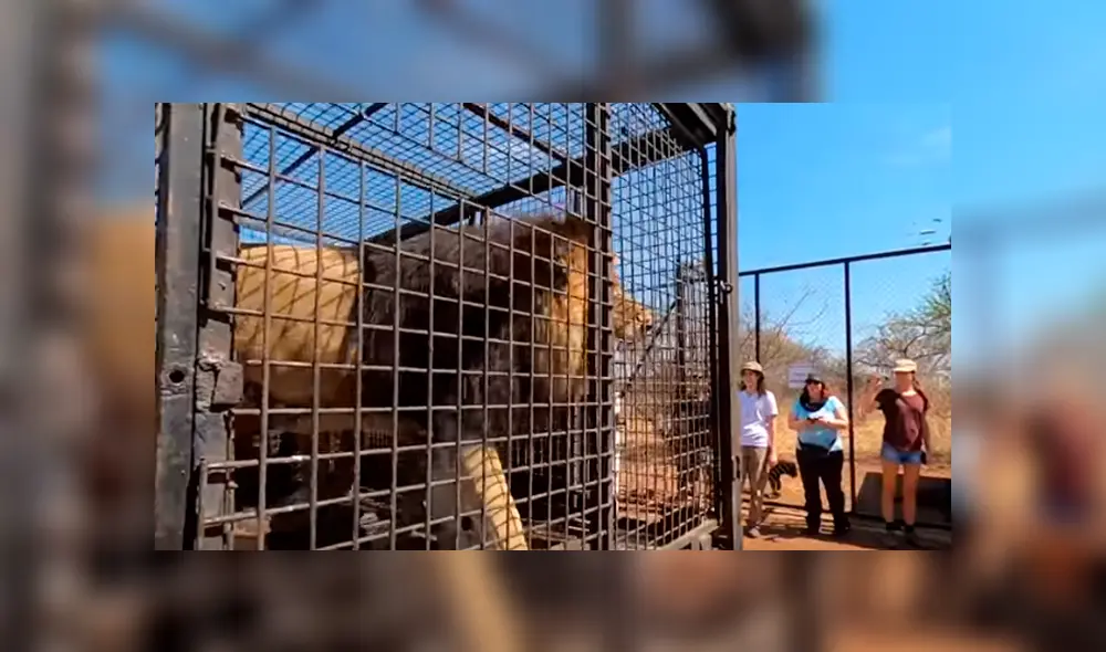 Desliza hacia la izquierda para ver el encuentro de un hombre con dos leones dentro de una jaula, escena que es viral en YouTube.