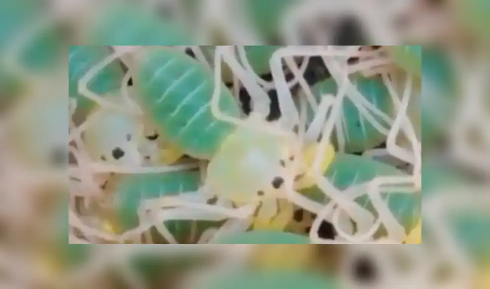 Facebook viral: graban a enorme tarántula llevando a sus cientos de crías a su nido [VIDEO]