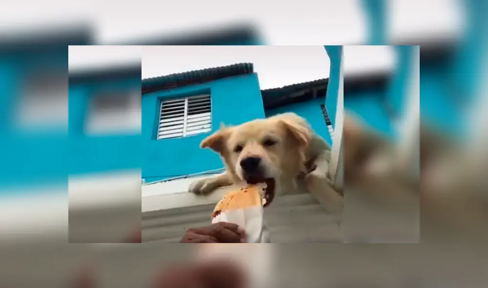 Desliza las imágenes hacia la izquierda para observar la travesura que cometió un perro ante un descuido de su dueño. Desliza las imágenes hacia la izquierda para observar la travesura que cometió un perro ante un descuido de su dueño.