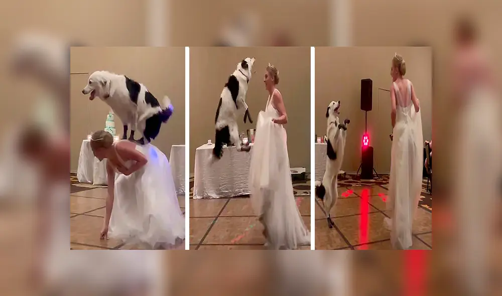 En Facebook, una chica sorprendió a los invitados de su boda tras realizar una increíble coreografía con su perro. En Facebook, una chica sorprendió a los invitados de su boda tras realizar una increíble coreografía con su perro.
