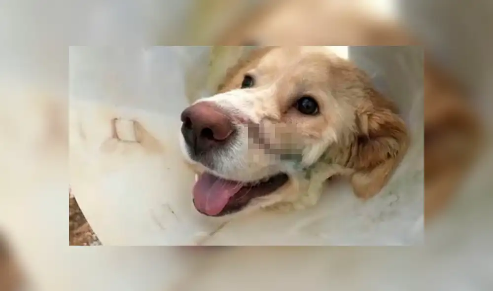 El perro llevado de emergencia a un refugio para animales.