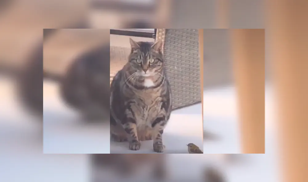 Desliza las imágenes hacia la izquierda para observar el incidente que protagonizó un gato junto a una pequeña ave. Desliza las imágenes hacia la izquierda para observar el incidente que protagonizó un gato junto a una pequeña ave.