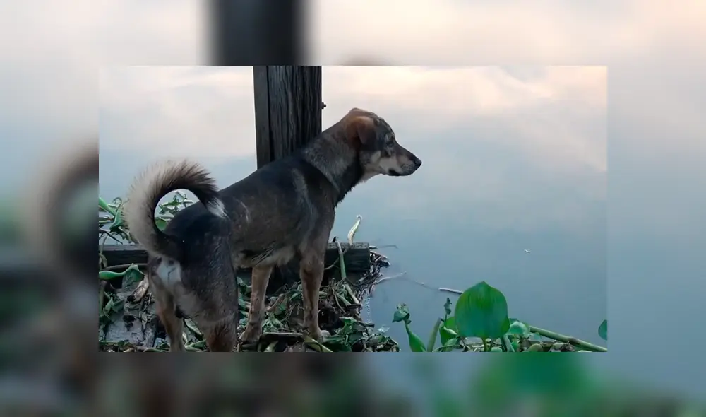 Vía YouTube. El can fue encontrado luchando por su vida en un río, luego de caer de la embarcación en la que viajaba con su dueño. Vía YouTube. El can fue encontrado luchando por su vida en un río, luego de caer de la embarcación en la que viajaba con su dueño.