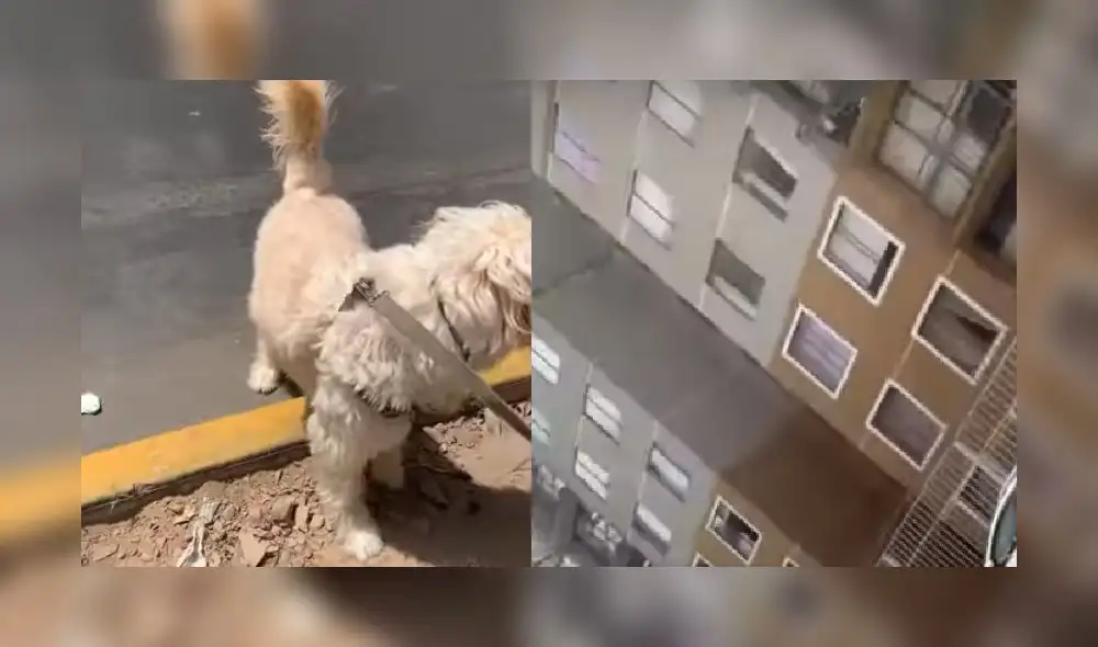 Vecinos de condominio atacaron a joven que salió con su perro a la berma del frente durante emergencia nacional. Créditos: Captura. Vecinos de condominio atacaron a joven que salió con su perro a la berma del frente durante emergencia nacional. Créditos: Captura.