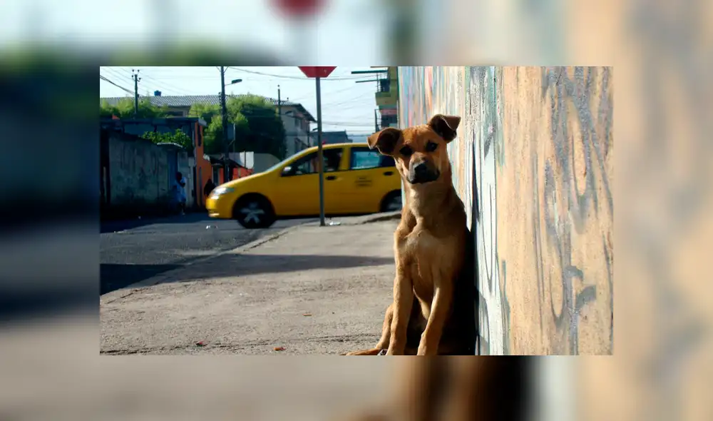 México propone matar perros y gatos callejeros [VIDEO]