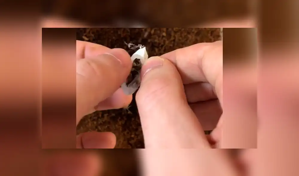 Un video viral de Facebook registró el momento en que cientos de peligrosas criaturas salieron de una misteriosa bolsa. Un video viral de Facebook registró el momento en que cientos de peligrosas criaturas salieron de una misteriosa bolsa.