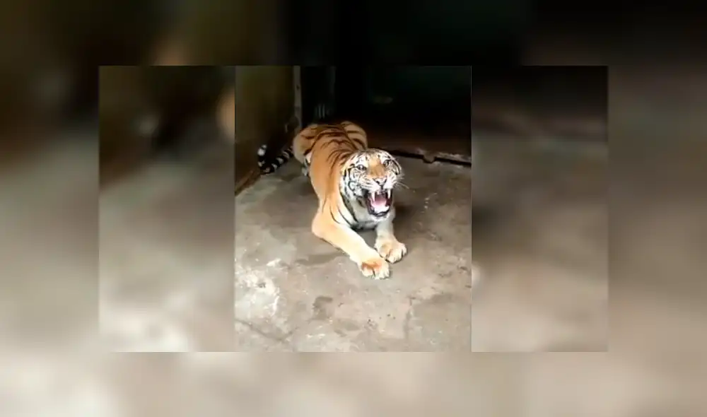 Turista hace enfurecer a enorme tigre que saca las garras para devorarlo. Turista hace enfurecer a enorme tigre que saca las garras para devorarlo.