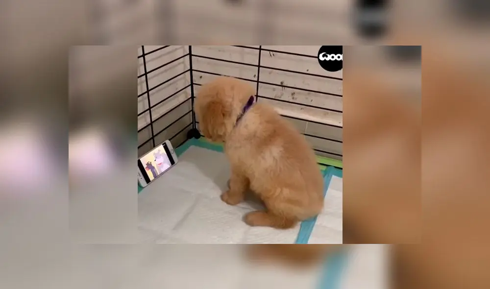 Desliza las imágenes para ver la increíble reacción que tuvo un cachorro al ver un capítulo de 'Tom y Jerry'. Foto: Woof Woof