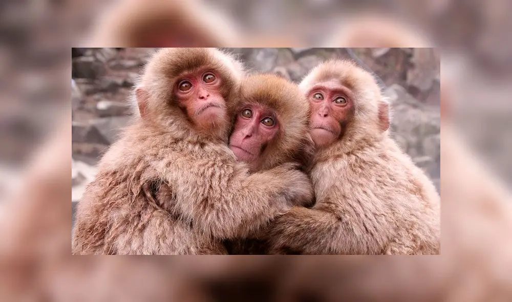 China: implantan en monos genes clave para el desarrollo de la inteligencia humana China: implantan en monos genes clave para el desarrollo de la inteligencia humana
