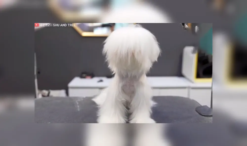 Desliza hacia la izquierda para ver el nuevo cambio de 'look' de un perro que se volvió famoso en Facebook. Desliza hacia la izquierda para ver el nuevo cambio de 'look' de un perro que se volvió famoso en Facebook.