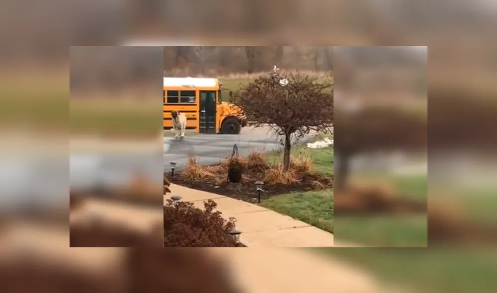 Familiar de las pequeñas captó la peculiar escena desde su casa y compartió las imágenes en YouTube y otras redes sociales Familiar de las pequeñas captó la peculiar escena desde su casa y compartió las imágenes en YouTube y otras redes sociales
