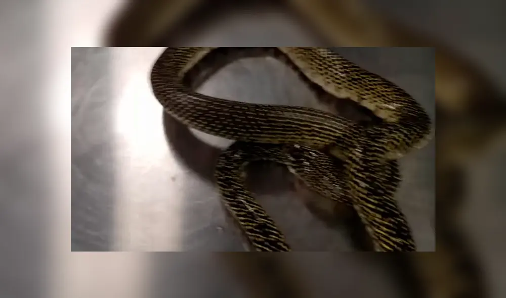 YouTube viral: serpiente