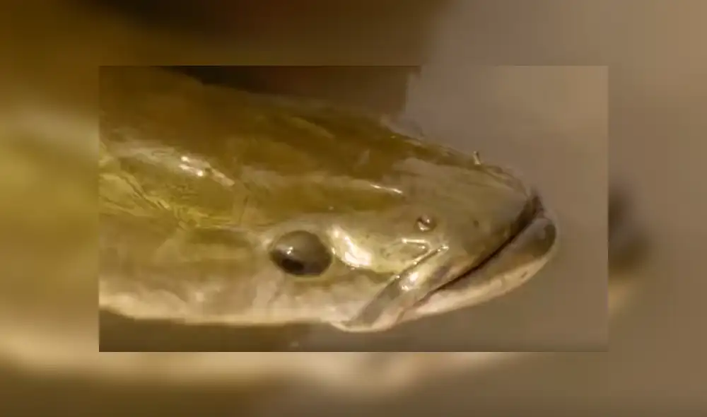 YouTube viral: monstruosa criatura atrapada en río aterra a pescadores [VIDEO]
