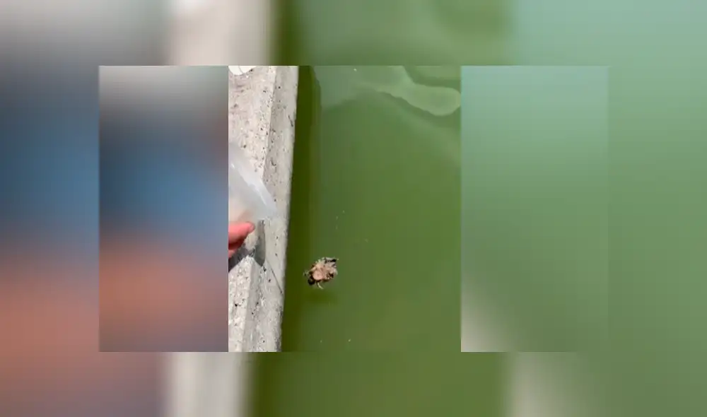 Desliza para ver los momentos más impactantes del video que se hizo viral en Facebook.