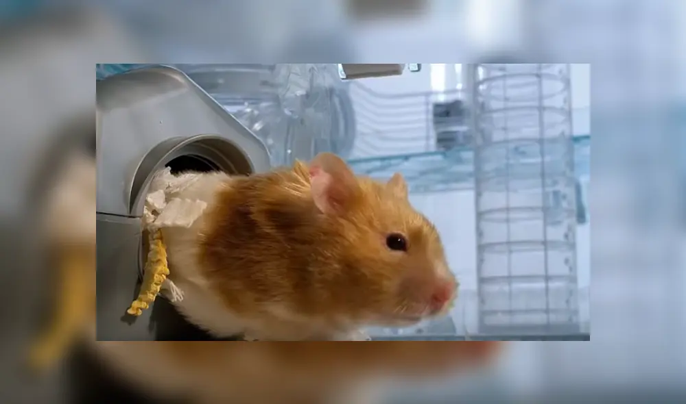 Desliza hacia la izquierda para ver las imágenes del video viral de Facebook.