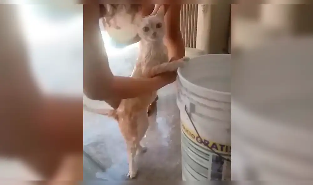 Facebook: video de gato que se deja bañar causa furor en redes sociales