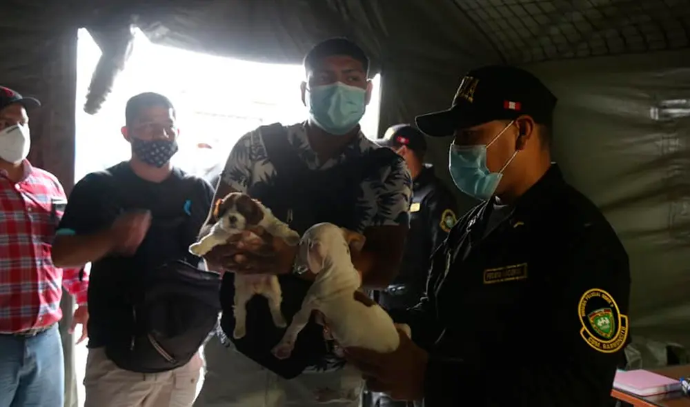 Mascotas fueron rescatas y los responsables sancionados. Foto: Edwar Díaz/ Facebook