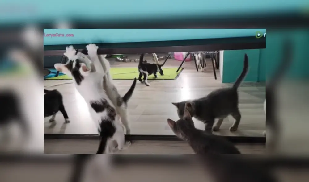 Video es viral en YouTube. Hombre compartió la graciosa reacción que tuvieron los felinos que rescató tras colocarles un largo espejo en el piso para ver lo que hacían.