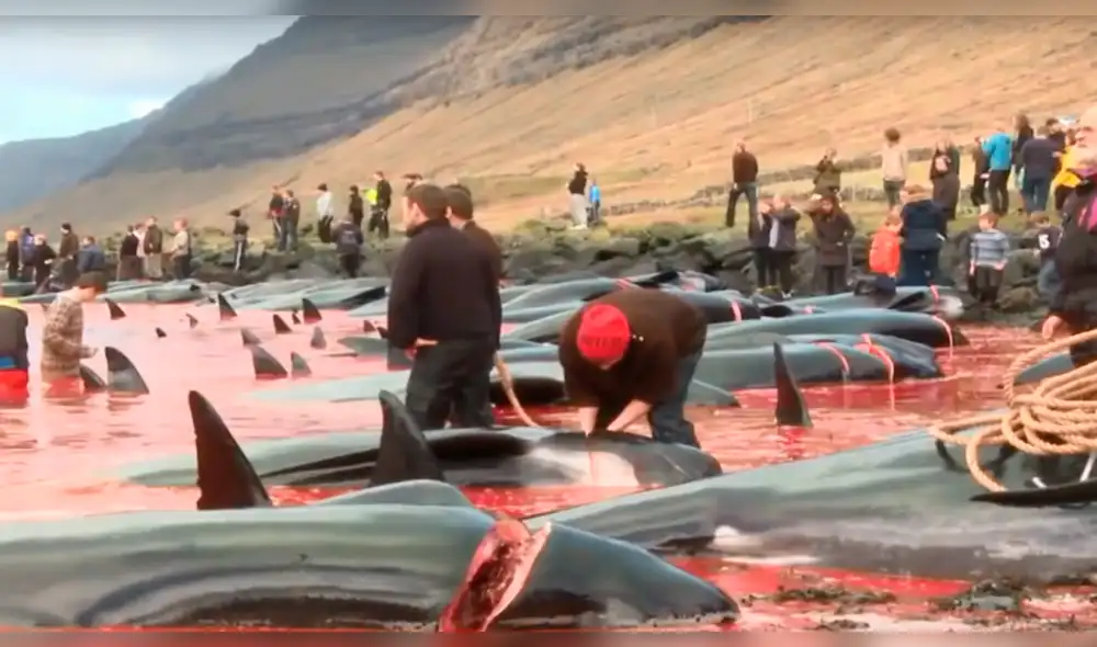 YouTube: 180 ballenas asesinadas brutalmente en siniestro ritual [VIDEO]