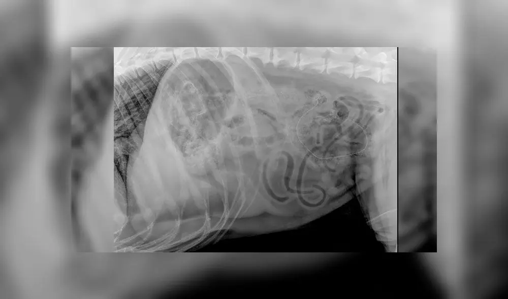 Operan a un perro y encuentran 80 centímetros de escarcha navideña en su estómago [FOTOS]