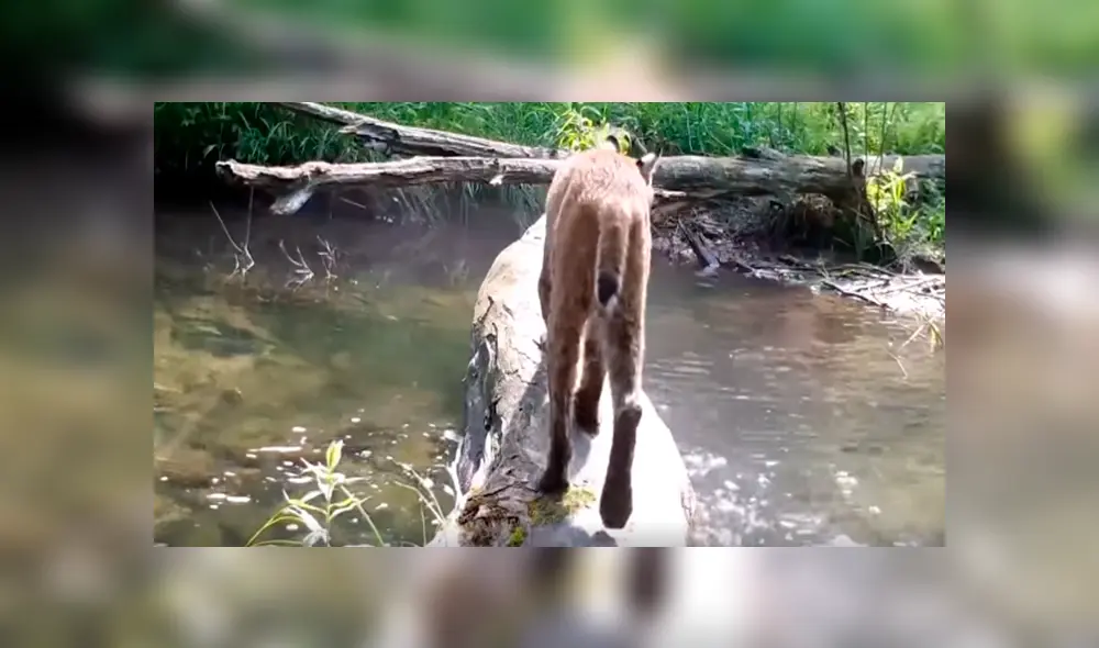 Desliza las imágenes hacia la izquierda para observar a los animales que pasean por un tronco caído en un cauce.