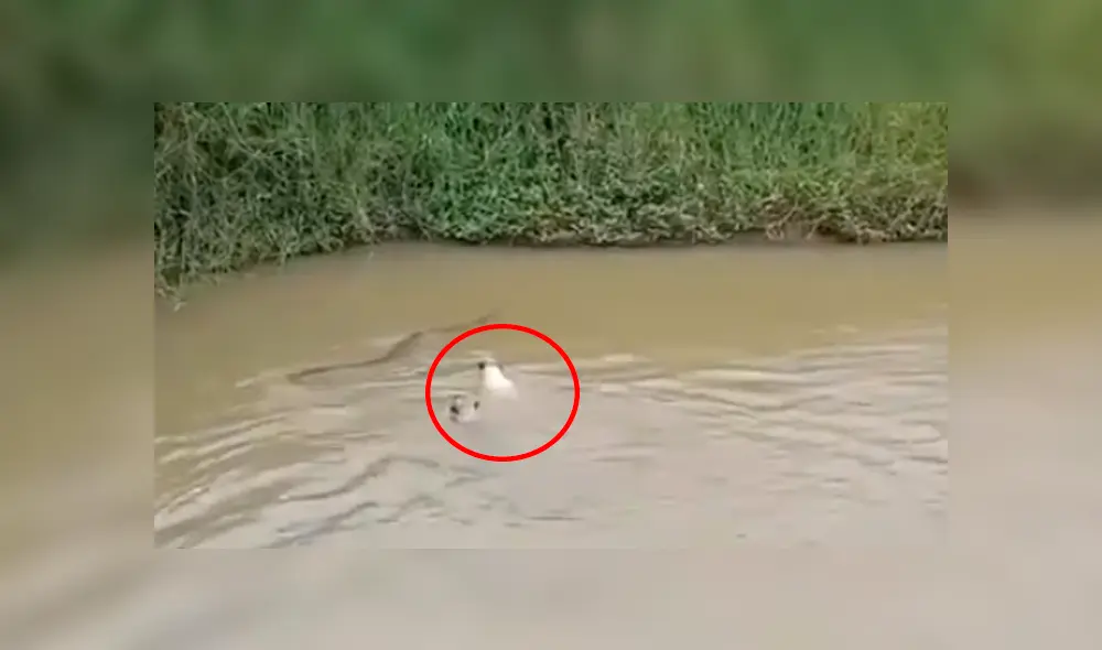 Facebook viral: hambrienta serpiente intenta devorar a perros que entrar a jugar al río [VIDEO]