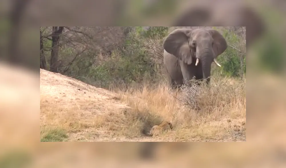 Un video viral de YouTube muestra el preciso instante en que un leopardo acecha a un indefenso ciervo, pero llega un enorme elefante y arruina sus planes.