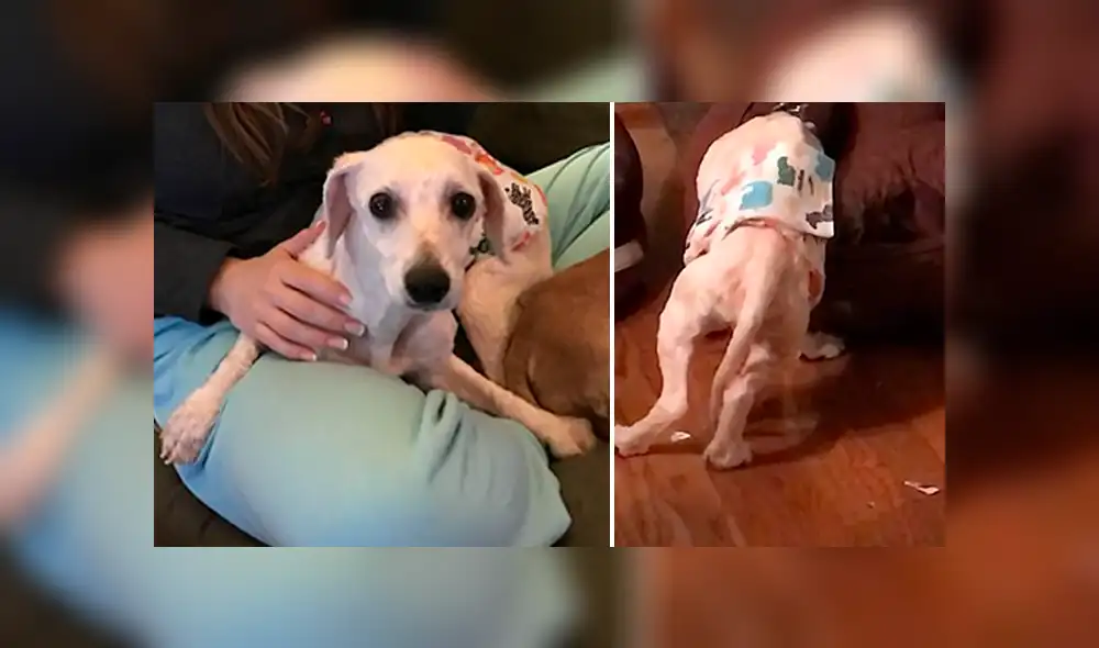 Facebook viral: mujer rompe en llanto al ver cómo dormía perro que rescató de una granja [VIDEO]
