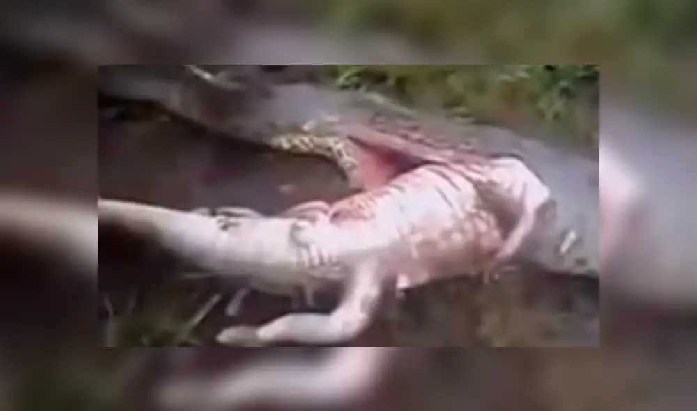 YouTube viral: cercenan el cuerpo de serpiente y encuentran increíble criatura dentro [VIDEO]