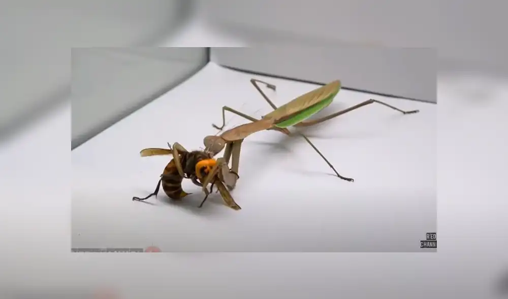 Desliza para ver los detalles del video viral publicado en YouTube. Foto: Captura. Desliza para ver los detalles del video viral publicado en YouTube. Foto: Captura.