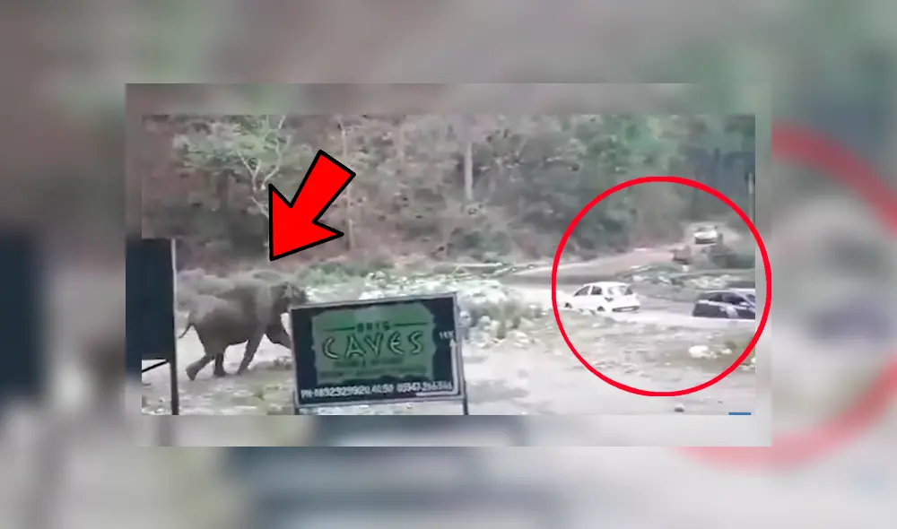 Elefantes notaron que unos vehículos estaban bloqueando su ruta y los empujaron hasta despejar su camino Elefantes notaron que unos vehículos estaban bloqueando su ruta y los empujaron hasta despejar su camino