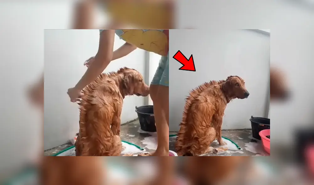 YouTube viral: chica le hace cambio de ‘look’ a su perro y este tiene insólita reacción al notarlo