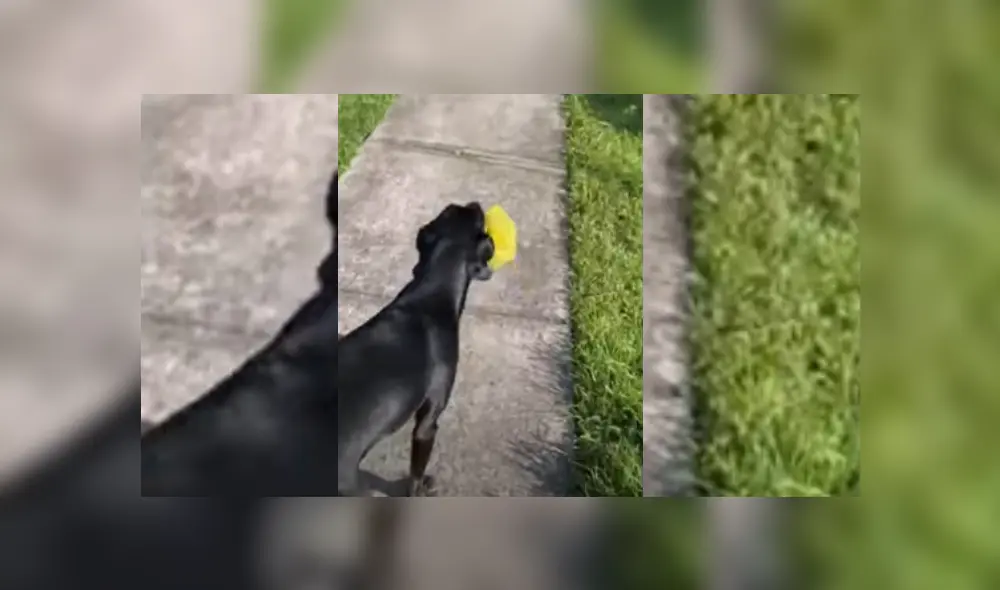 Desliza hacia la izquierda para ver más del video viral. Desliza hacia la izquierda para ver más del video viral.