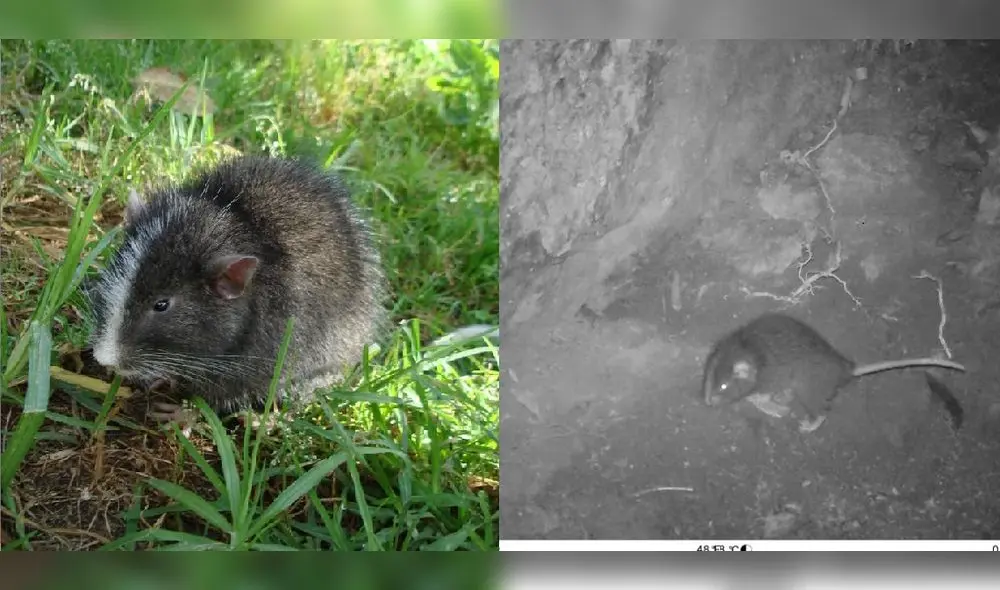 Cusco. Cámaras trampa captan a rata chinchilla en Machu Picchu. Cusco. Cámaras trampa captan a rata chinchilla en Machu Picchu.
